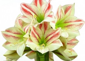 hippeastrum Ambiance ® (1)